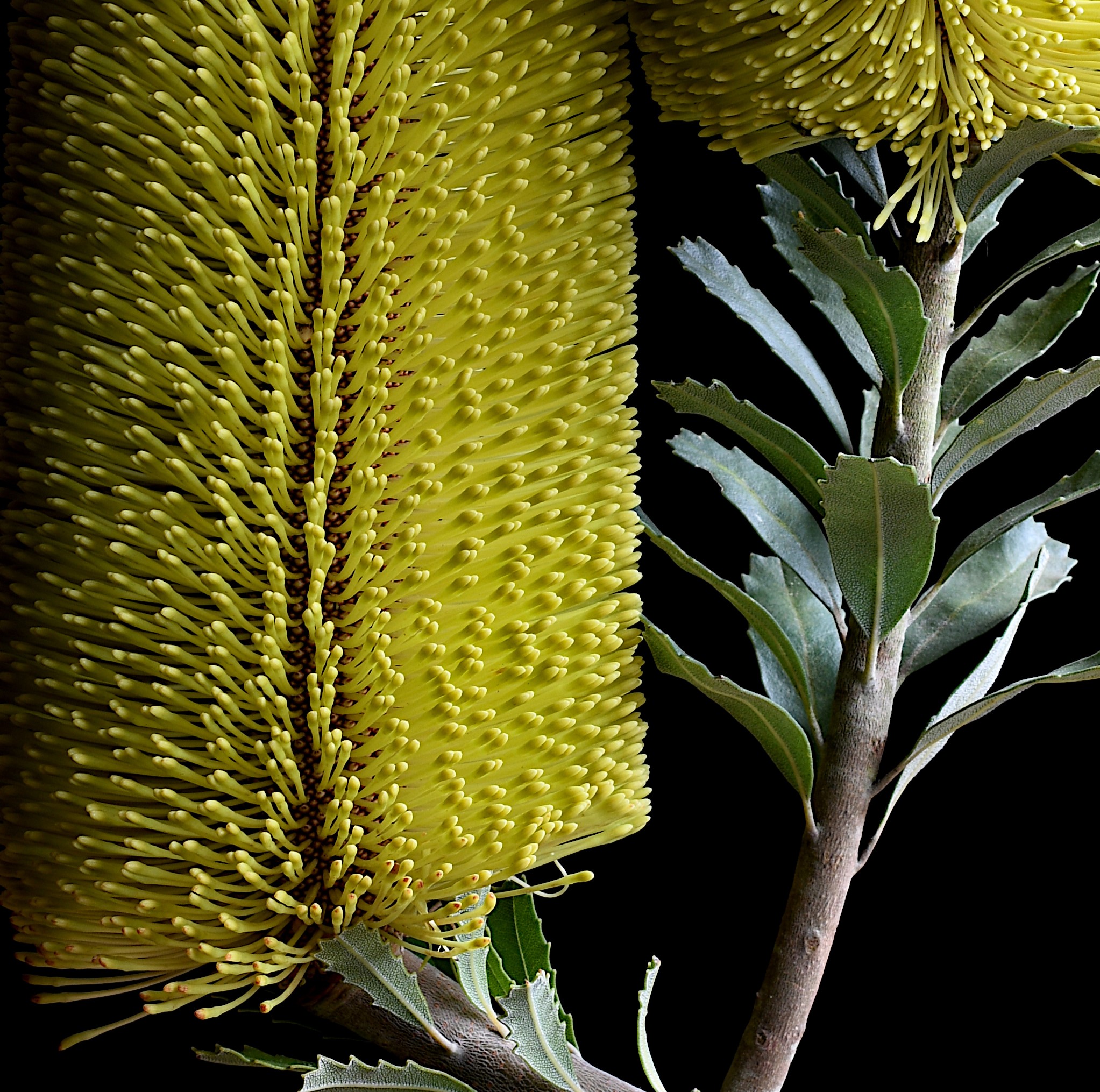 Banksia Praemorsa Australian Botanical Artwork Yellow Floral Wall Art Nature Photography Print By Nadia Culph Crop