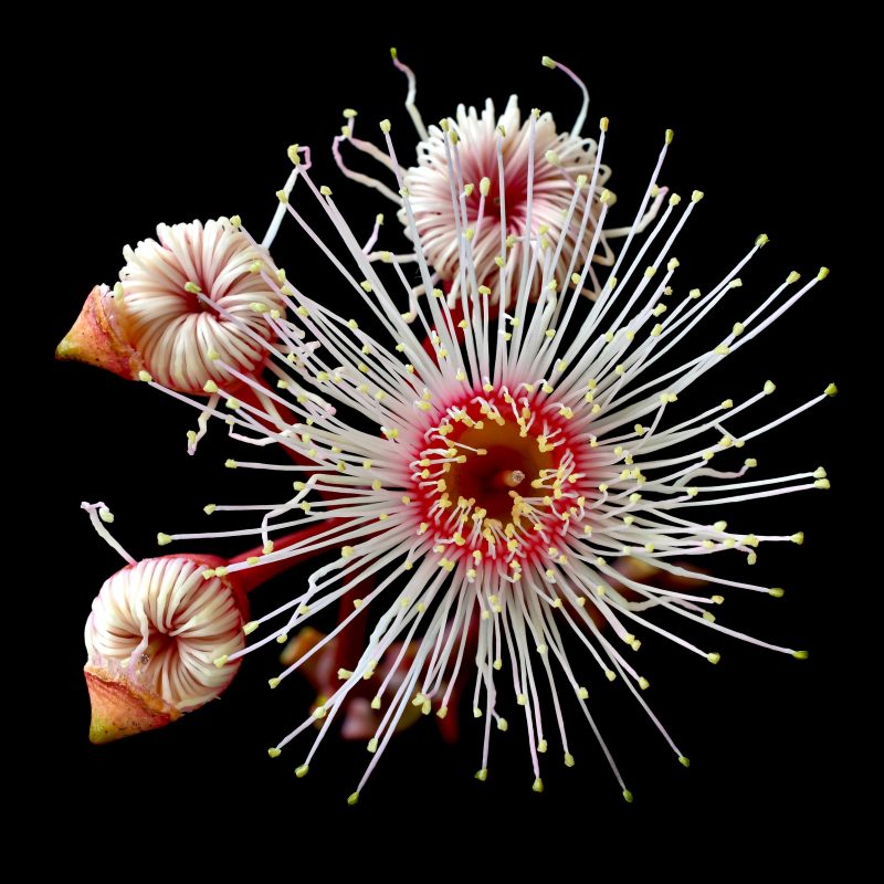 Interstellar Summer Beauty Ltd Ed Print