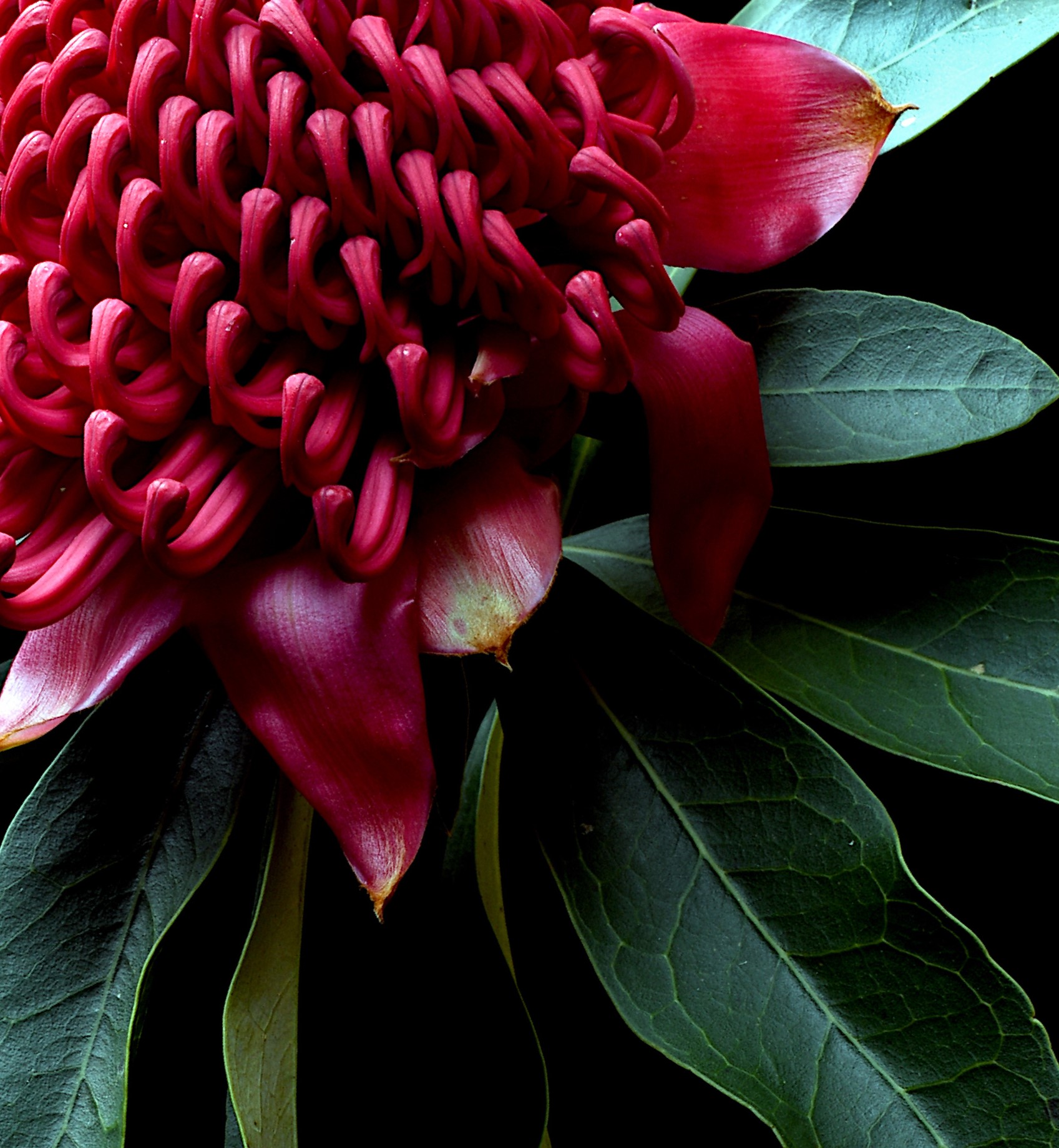 Telopea Speciosissima Red Waratah Australian Flower Artwork Floral Wall Art Still Life Photography Print By Nadia Culph Crop