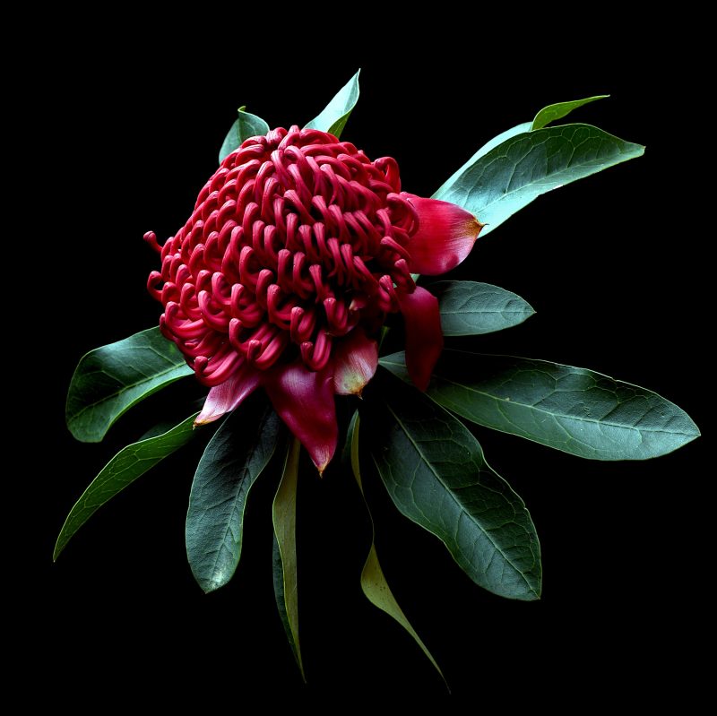 Telopea Speciosissima Red Waratah Ltd Ed Print