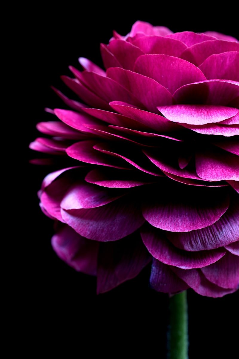 Magenta Ranunculus Ltd Ed Print