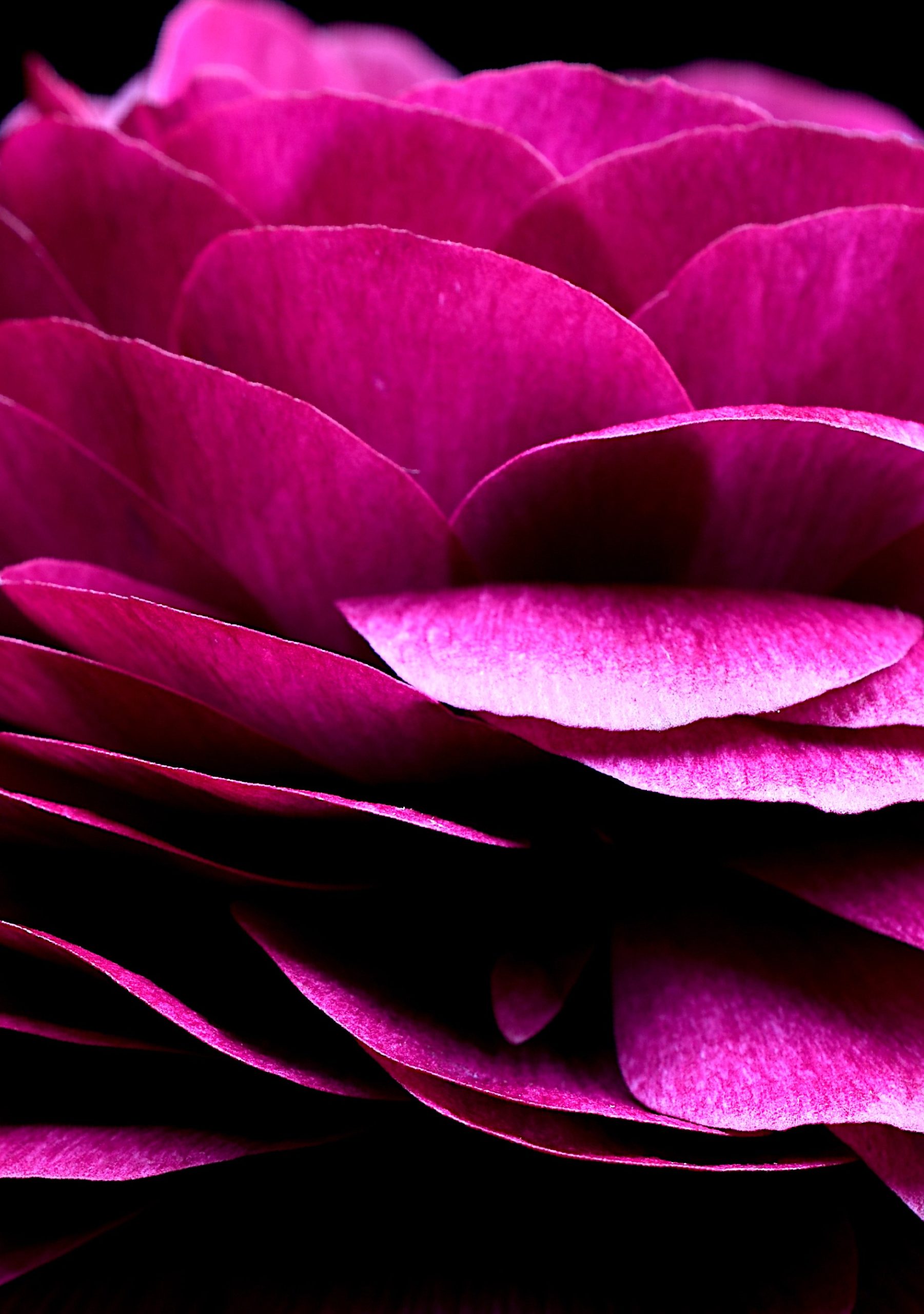 Magenta Ranunculus Close Up Flower Print Dark Floral Wall Art Still Life Photography By Nadia Culph Crop