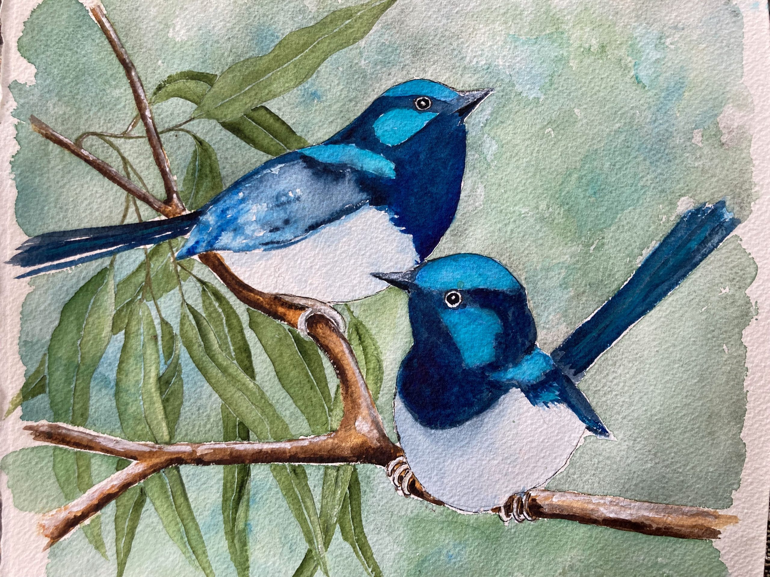 Mbj 404 Blue Fairy Wren Unframed