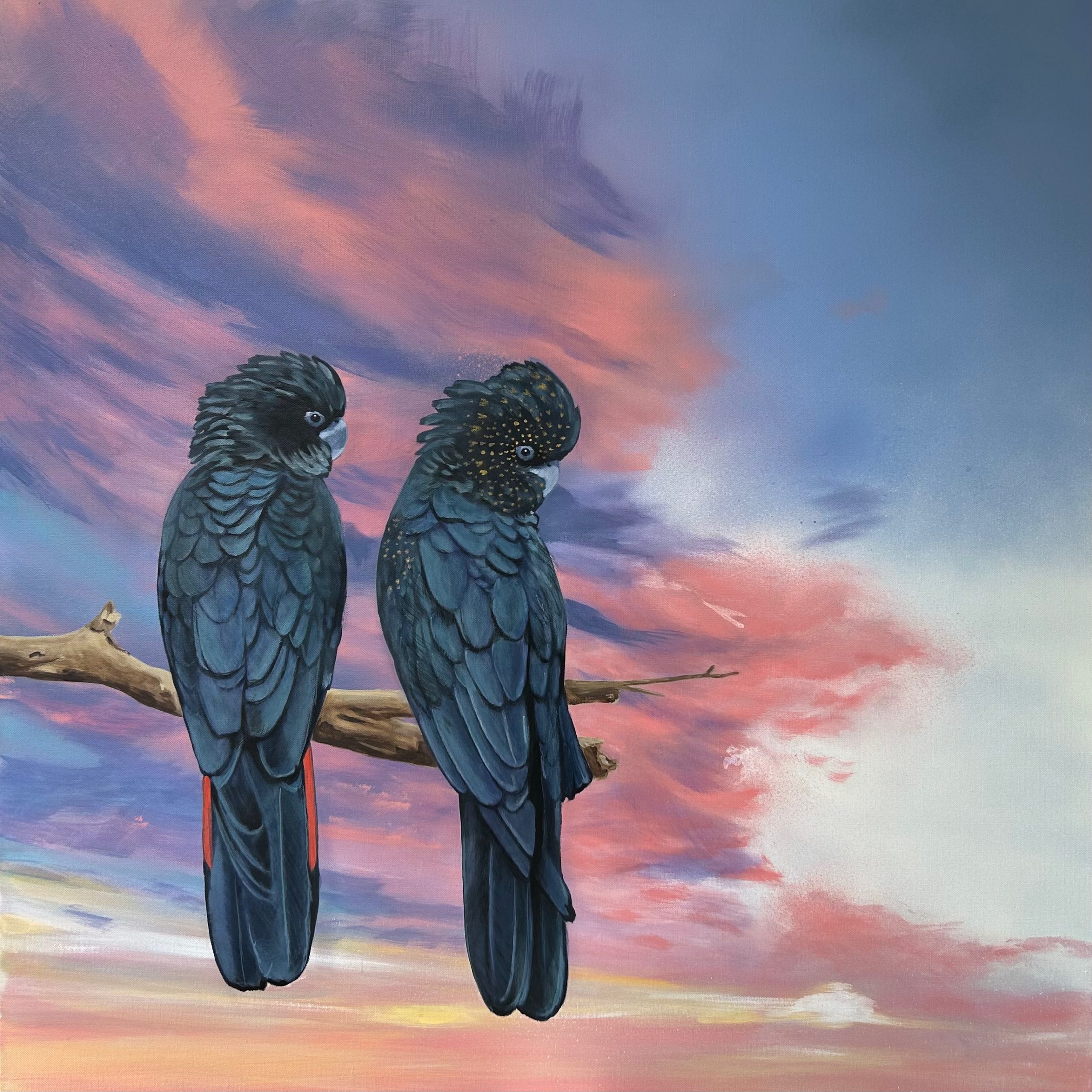 Gratitude Black.cockatoos