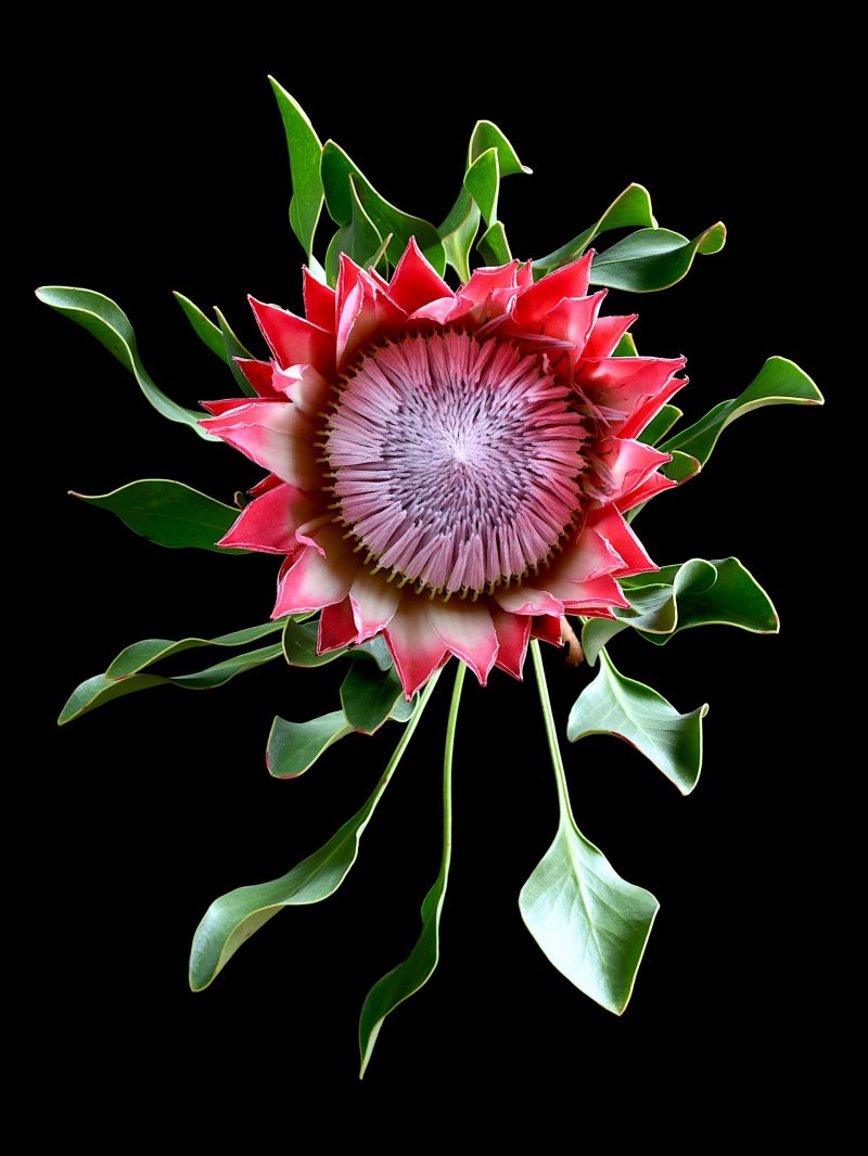 Pink King Protea Ltd Ed Print