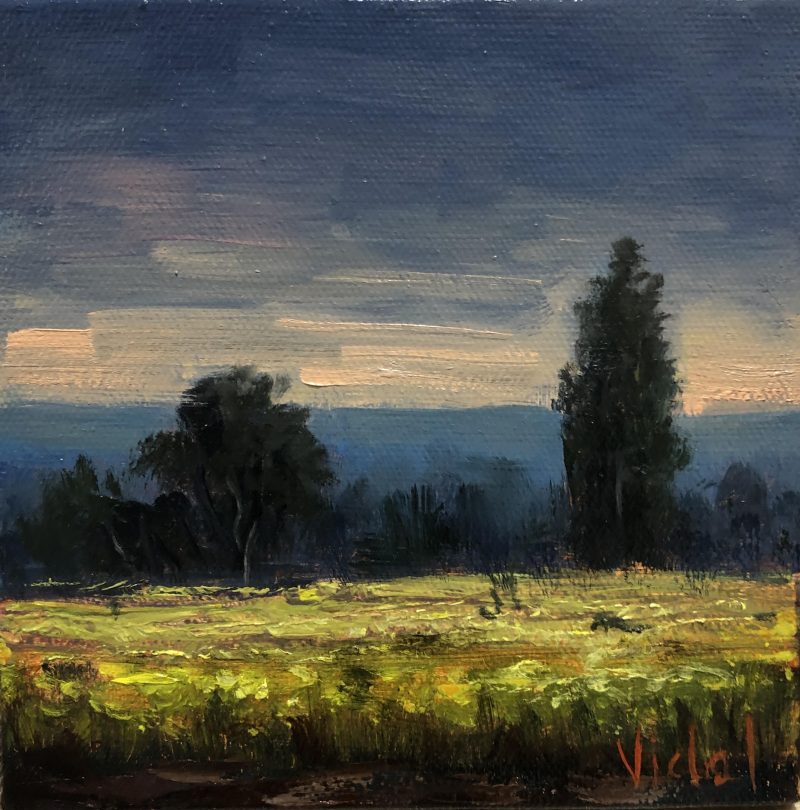 Blooming Canola Fields