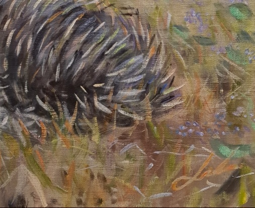 Echidna And Honey Eater Close Up 2