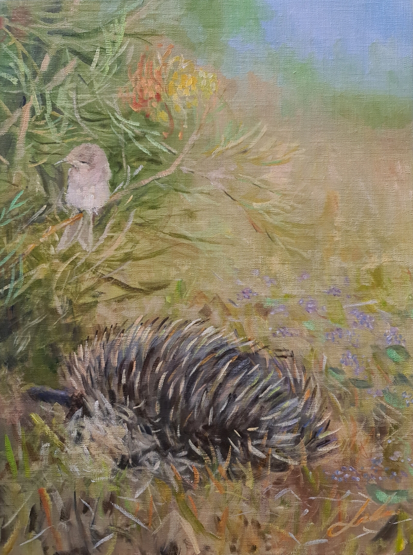 Echidna And Honey Eater In Tambar Springs Oils