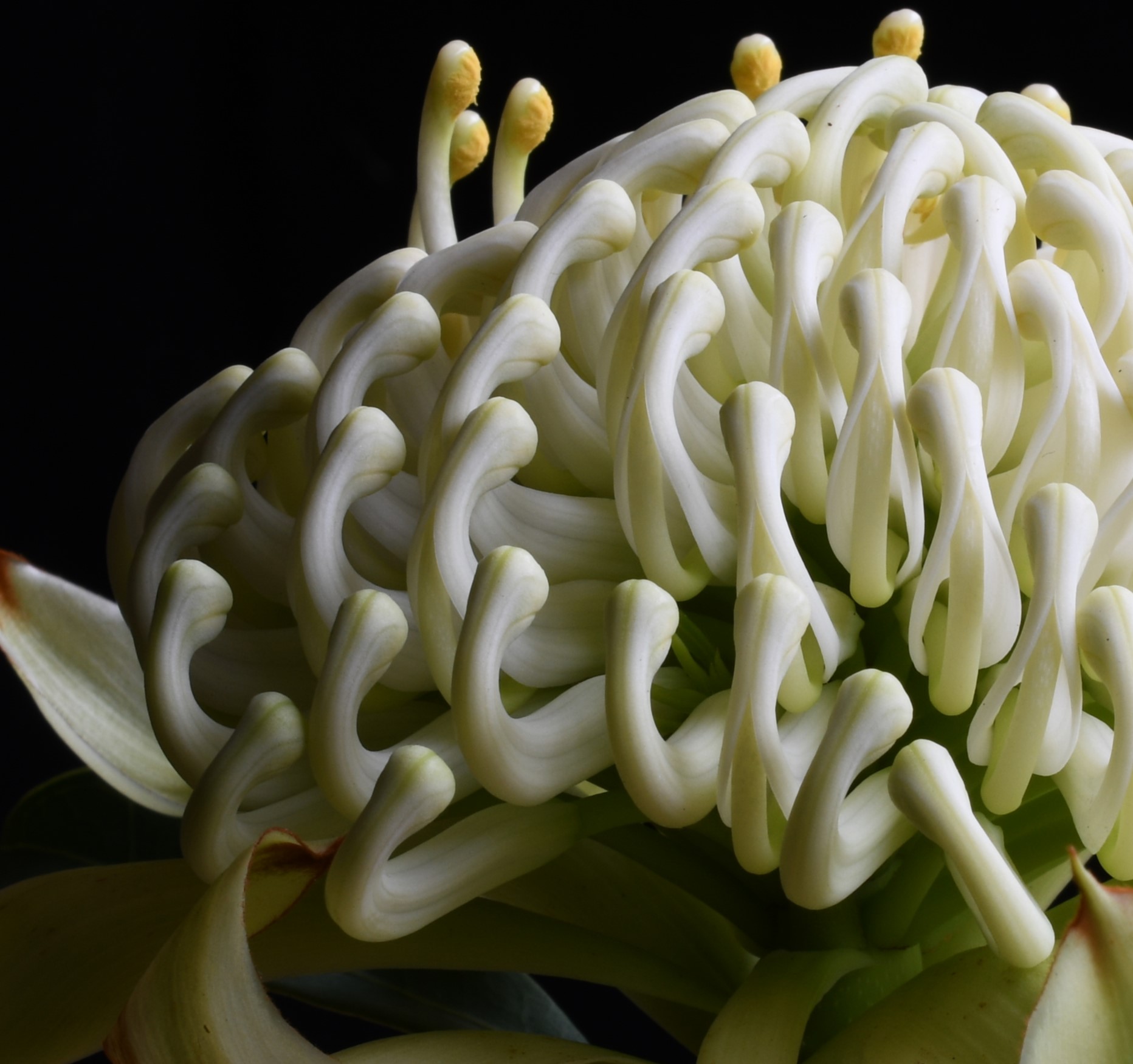 Wirrimbirra Australian Flower Artwork Floral Wall Art Botanical Photography Print By Nadia Culph 2 Crop