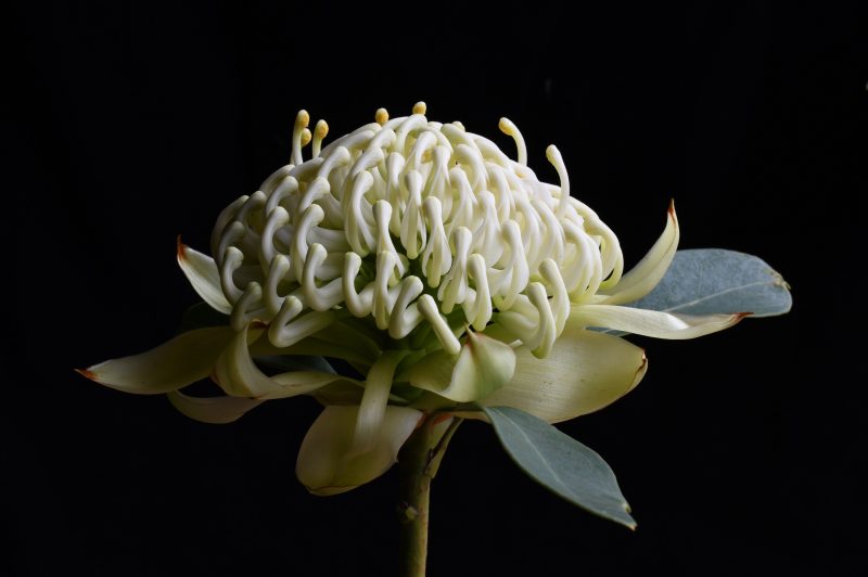 Wirrimbirra Ltd Ed Print