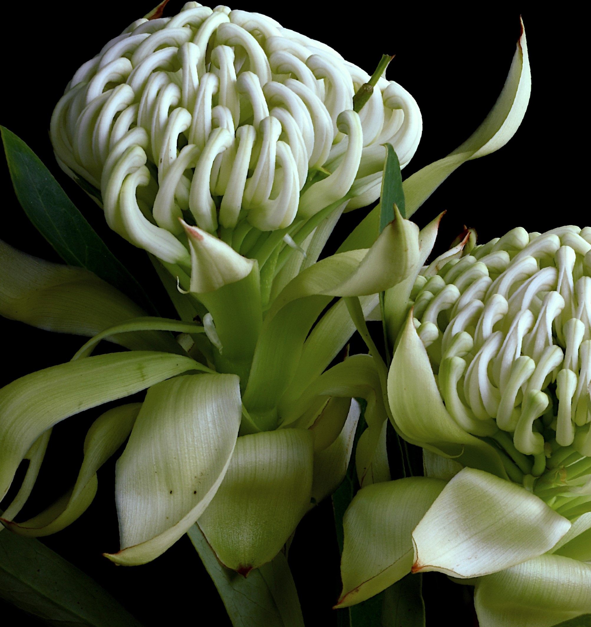 Wirrimbirra Waratah Flowers Australian Floral Wall Art Botanical Photography Print By Nadia Culph Crop