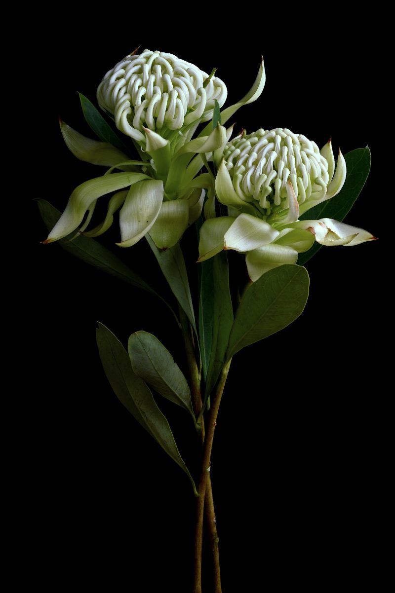 Wirrimbirra Waratah Flowers Ltd Ed Print