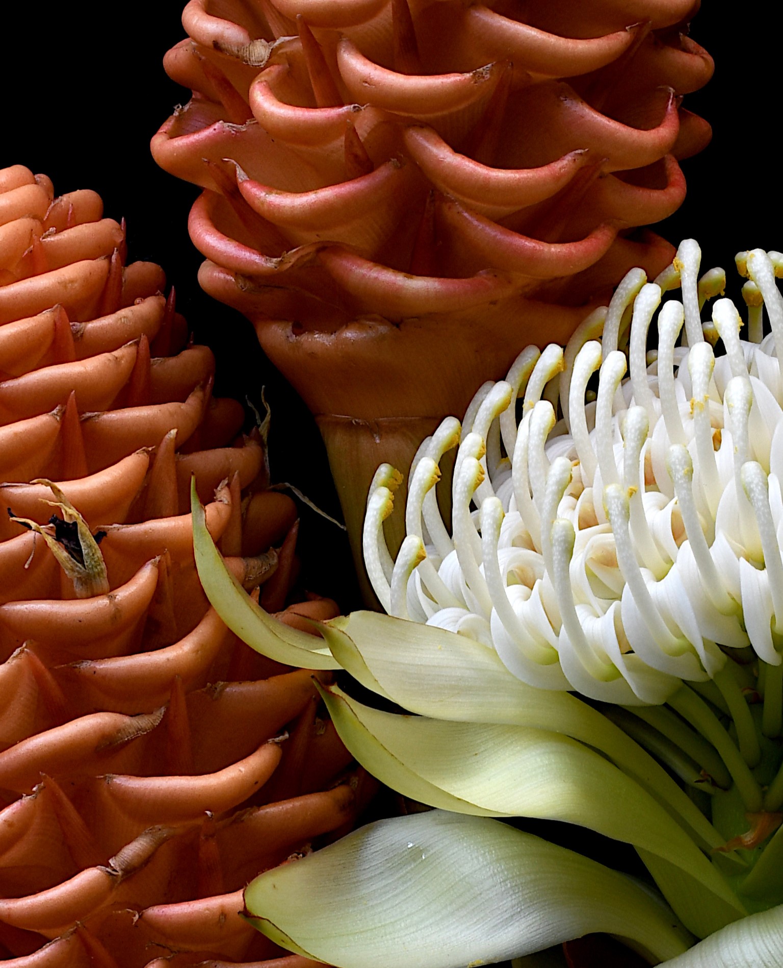 White Waratah & Beehive Ginger Botanicall Wall Art Print Floral Photography By Nadia Culph Crop