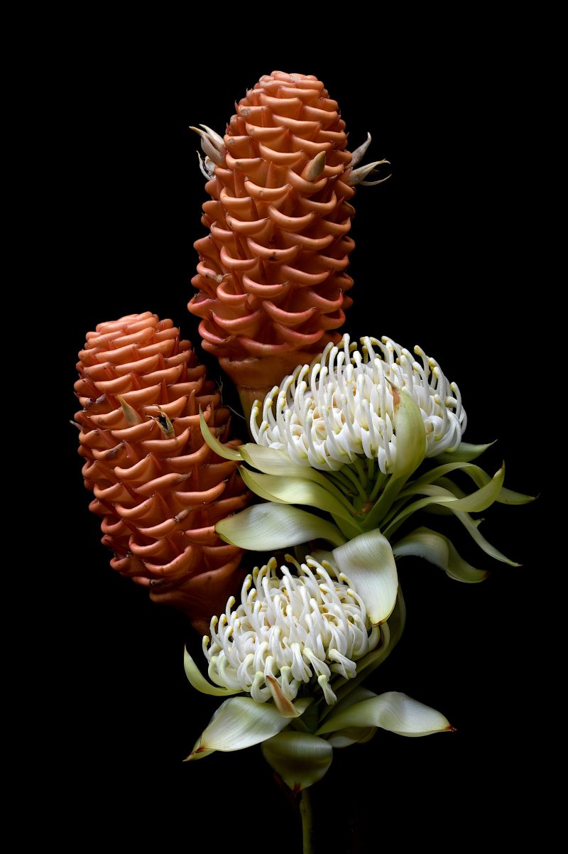 White Waratah and Beehive Ginger Ltd Ed Print