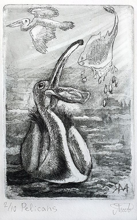 Pelicans – Ltd Ed Print