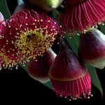 Caesia Australian Floral Art Print Botanical Wall Art Nature Photography By Nadia Culph 1800x720 Acf Cropped
