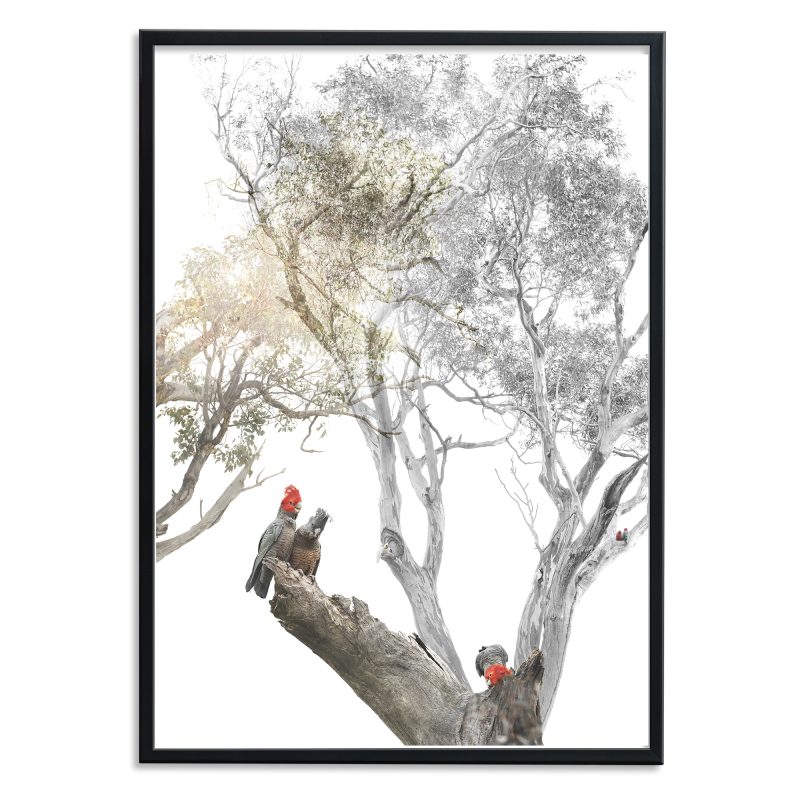 Habitat Series – Gang-gang I (Copy)