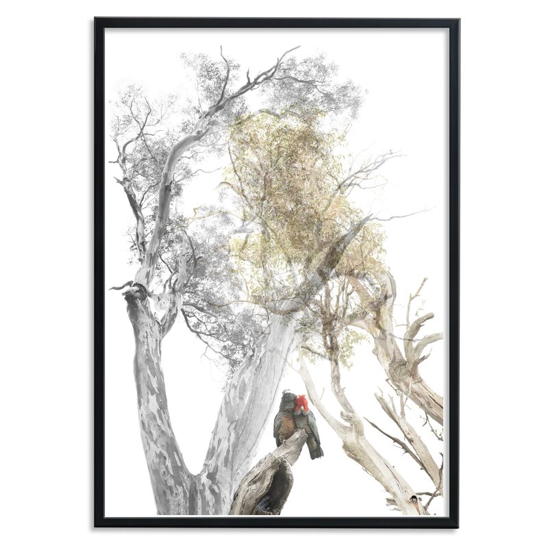 Habitat Series - Gang-gang II