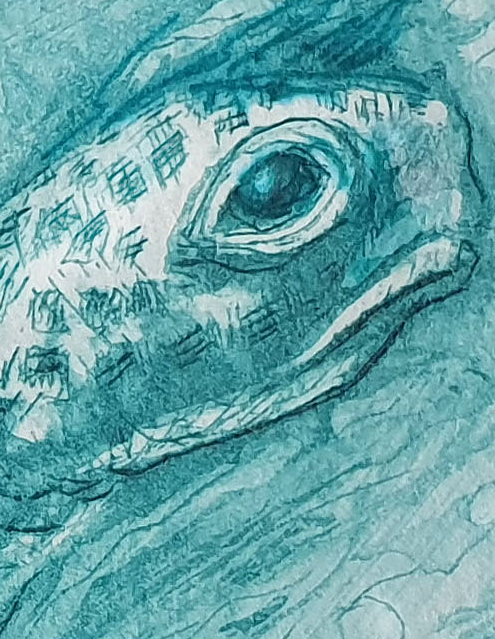 Sea Tortoise Det5