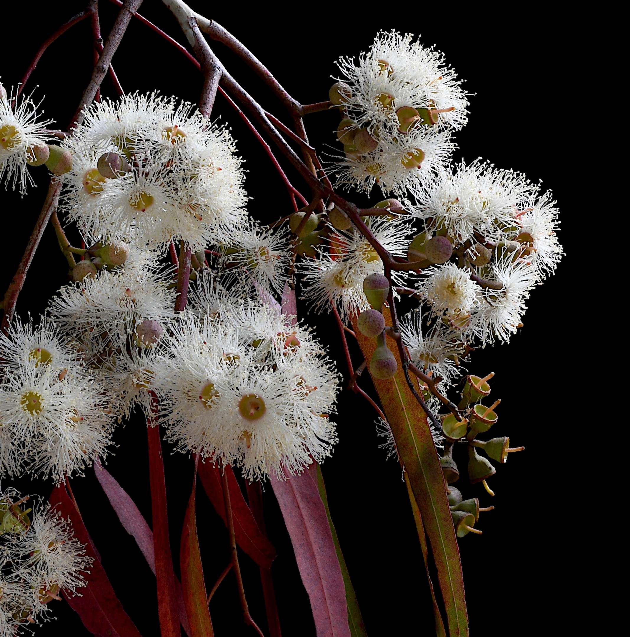 Eucalyptus Melliodora Australian Botanical Wall Art Print Floral Still Life Artwork Photography By Nadia Culph Crop