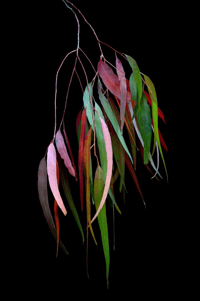 Eucalyptus Kaleidoscope Ltd Ed Print