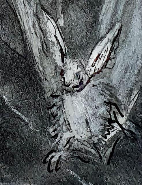 South Eastern Long Eared Bat Det2