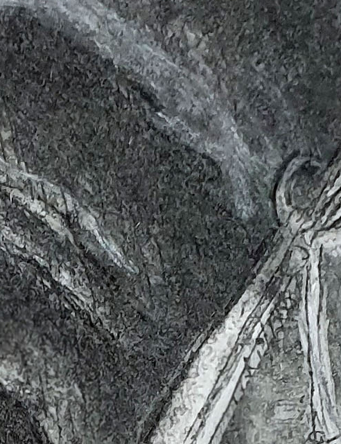 South Eastern Long Eared Bat Det4