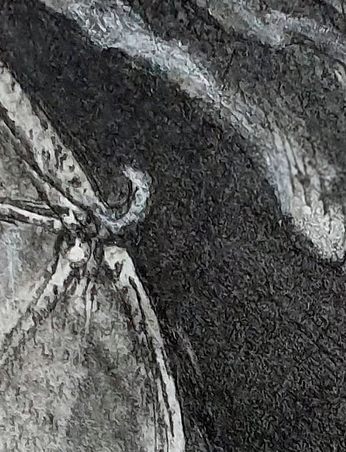 South Eastern Long Eared Bat Det5