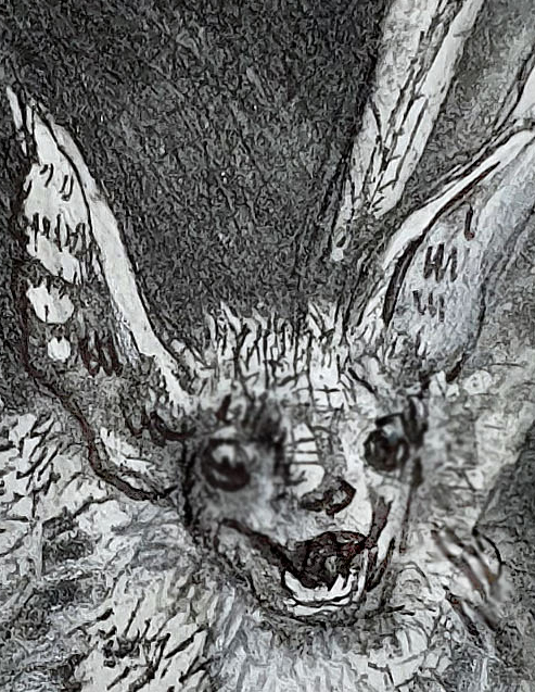 South Eastern Long Eared Bat Det6