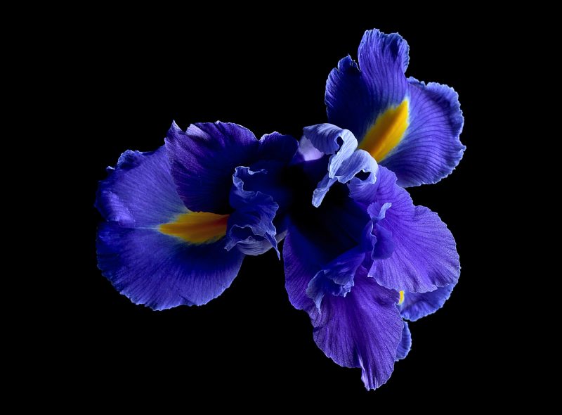 Blue Iris ~ Featured on House Rules High Stakes 2020