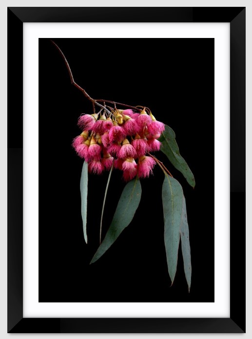 Pink Gum Blossoms Ltd Ed Print
