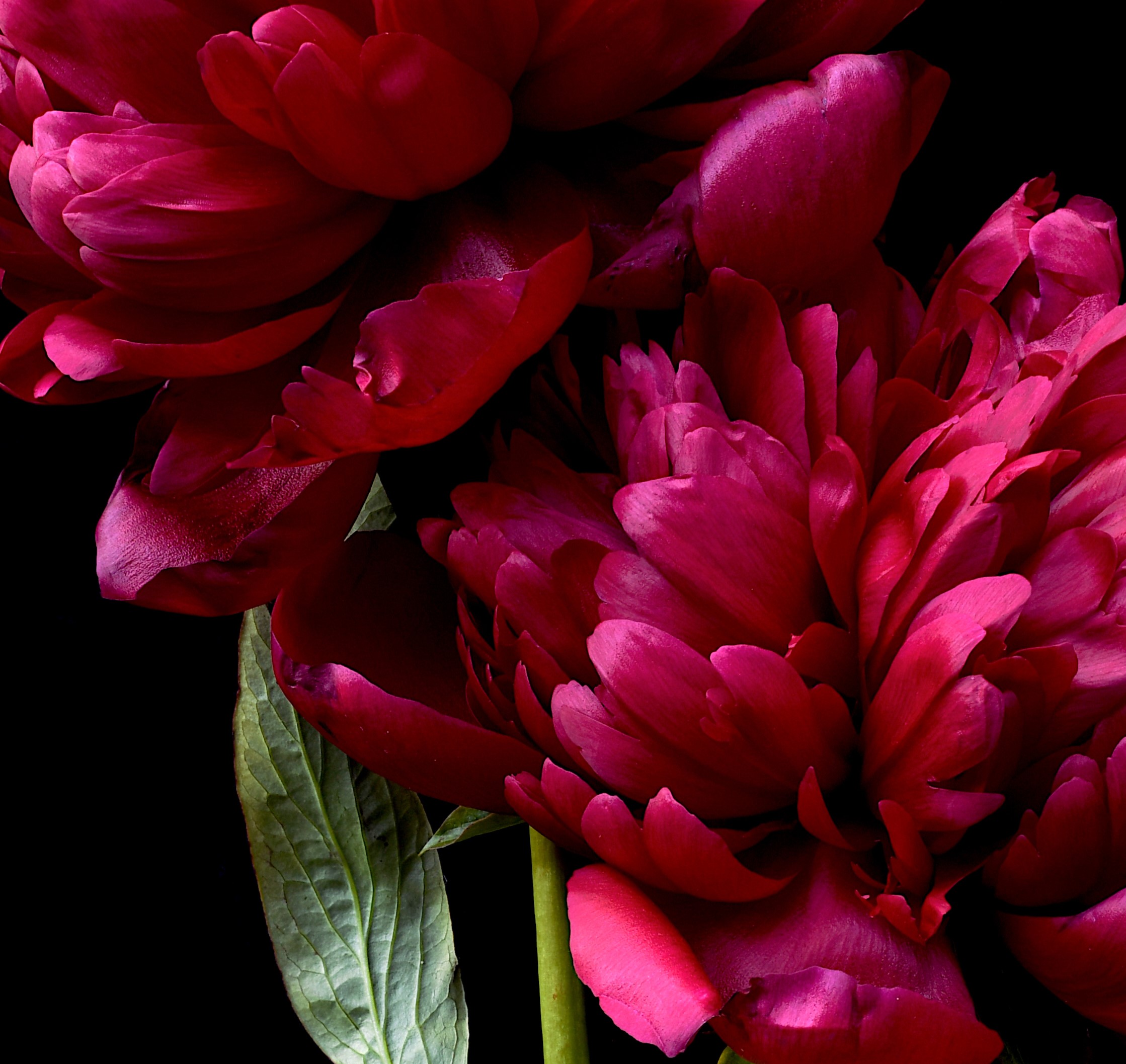 Rubra Plena Crop