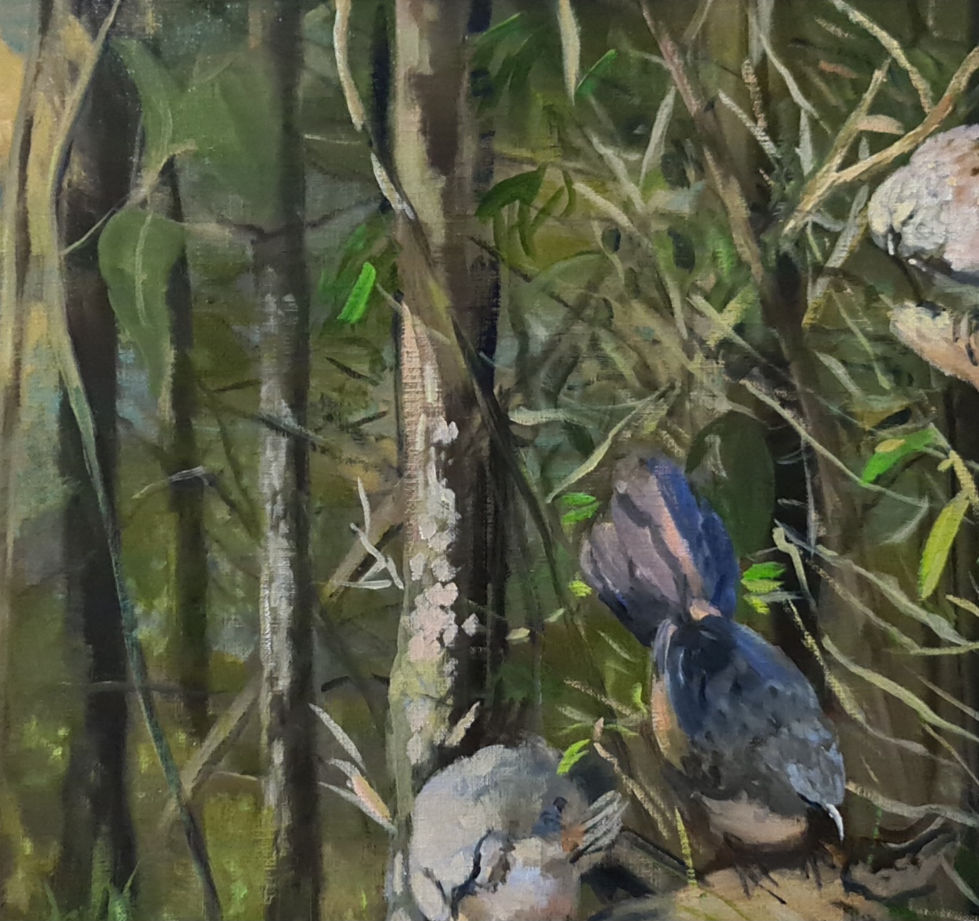 Happy Jacks And Finches Jo S. Stacey Close Up 2