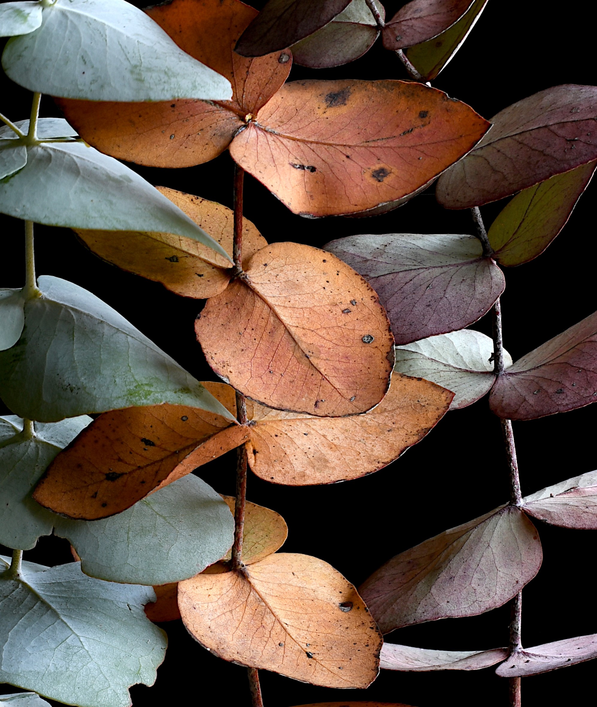 The Colours Of Eucalyptus Australian Botanical Wall Art Still Life Nature Photography By Nadia Culph Crop
