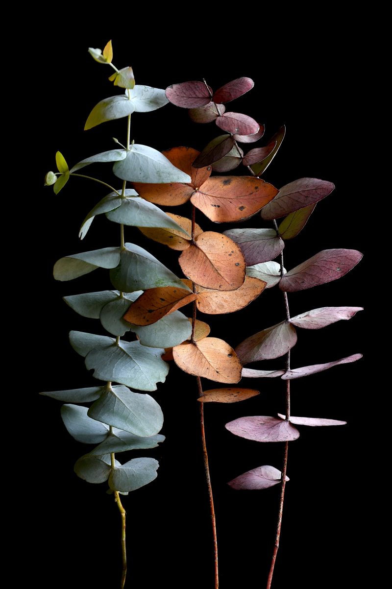 The Colours of Eucalyptus Ltd Ed Print