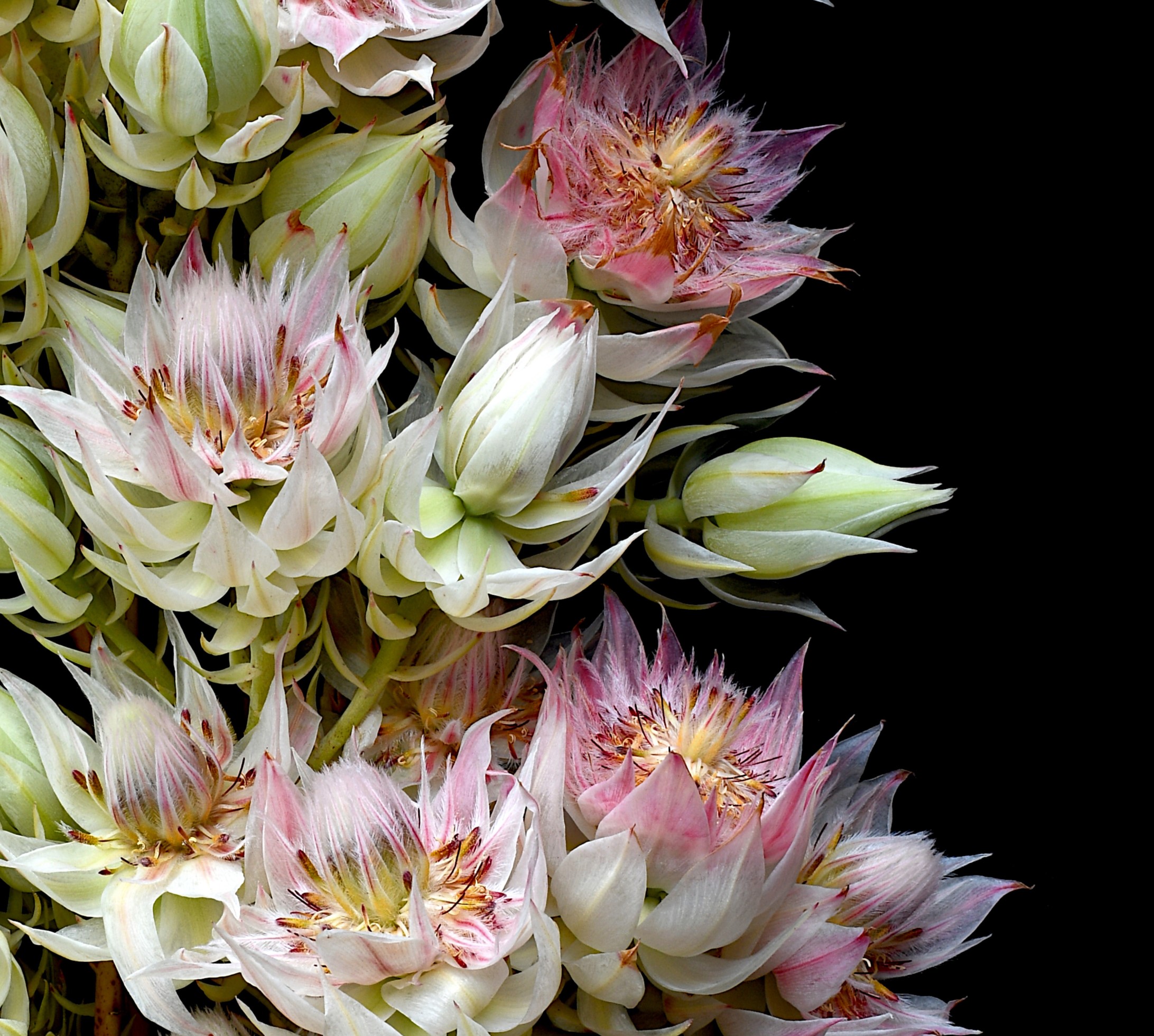 Blushing Bride Blush Pink & White Floral Wall Art Flower Photography Print By Nadia Culph Crop