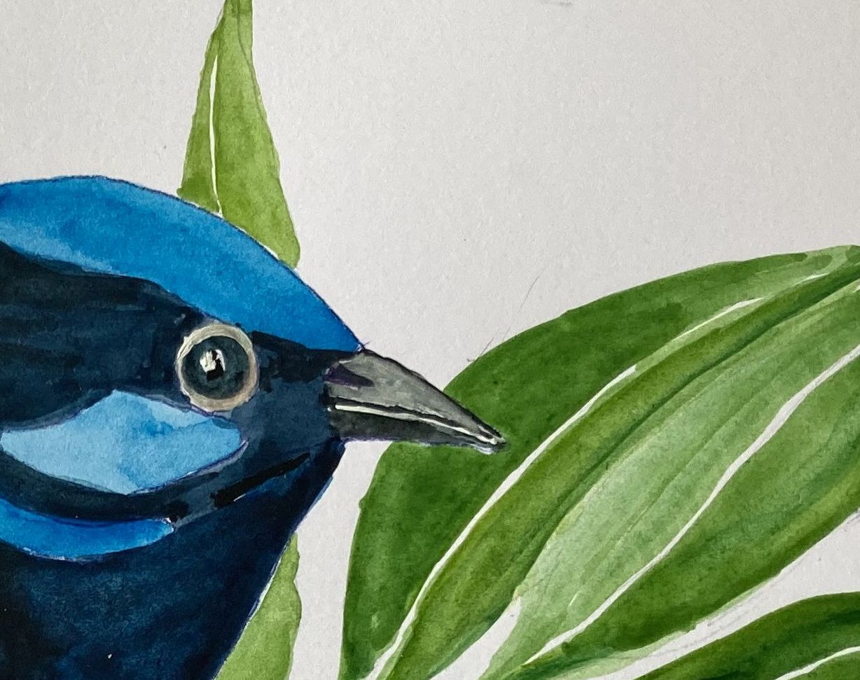 Mbj 414 Blue Fairy Wren Couple Detail