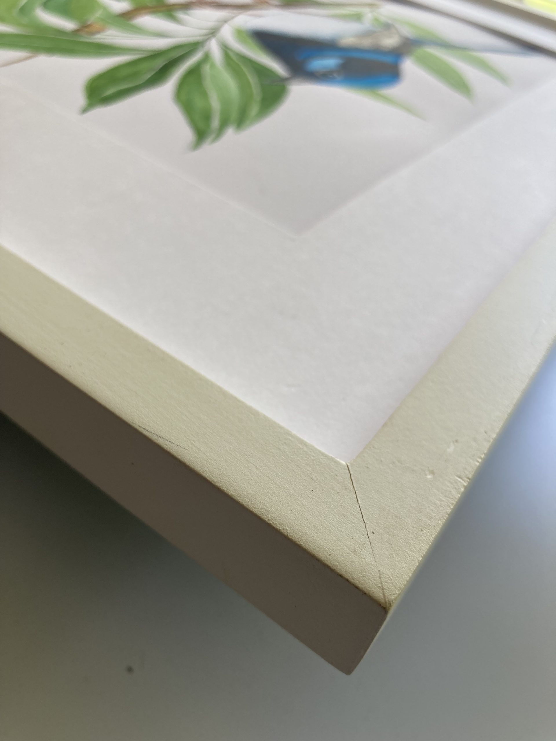 Mbj 414 Blue Fairy Wren Couple Edge