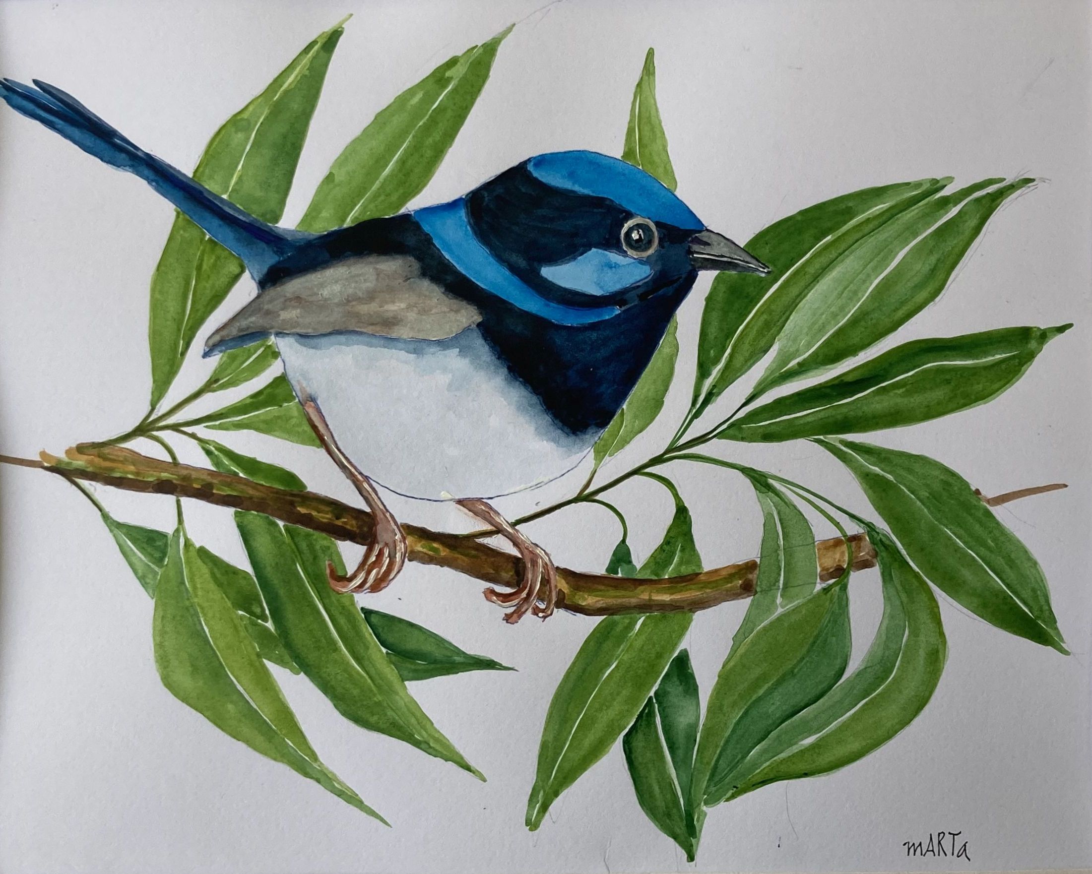 Mbj 414 Blue Fairy Wren Couple Original