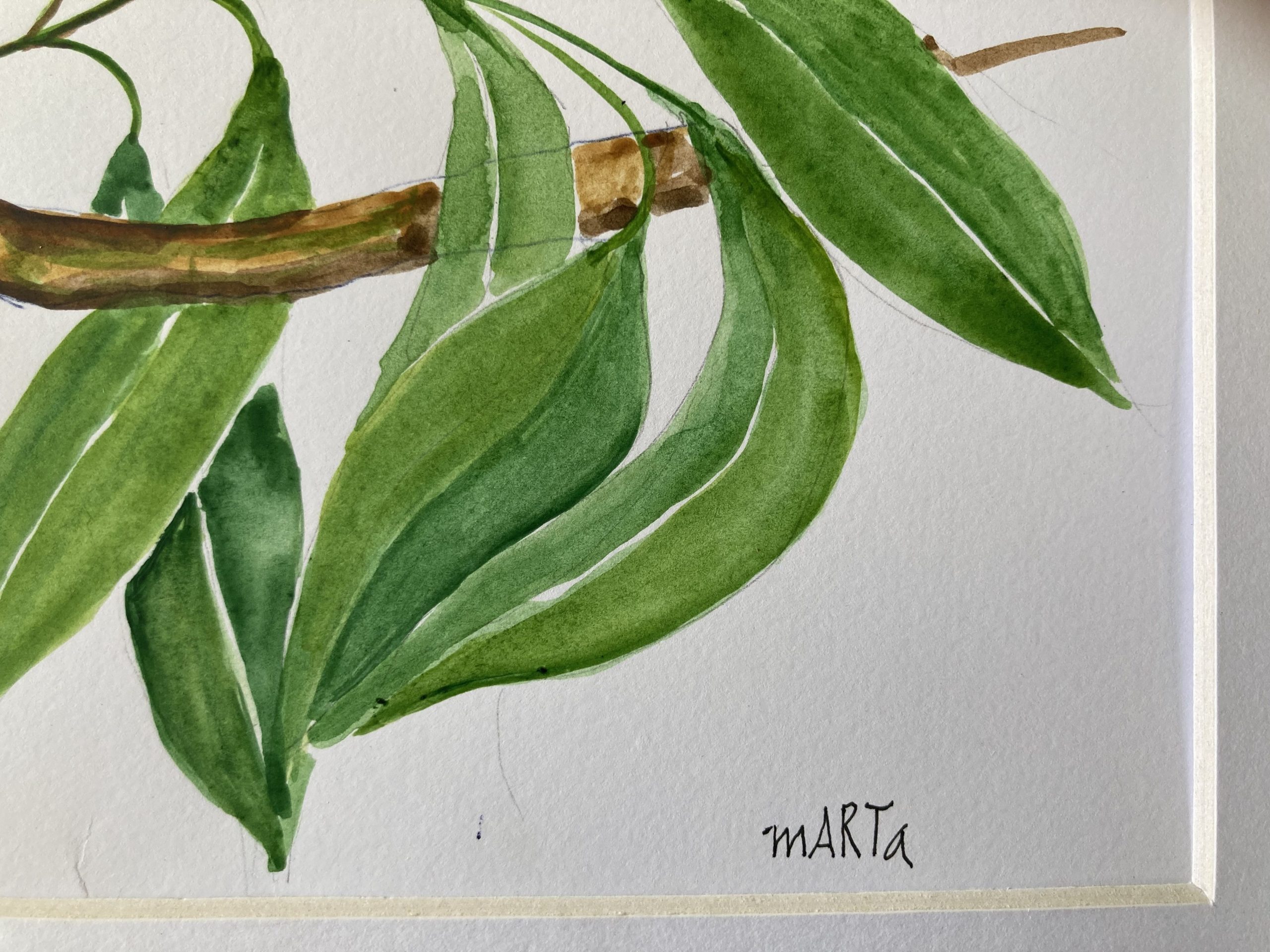 Mbj 414 Blue Fairy Wren Couple Signature