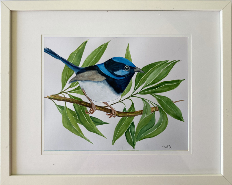 Australian Blue Bird