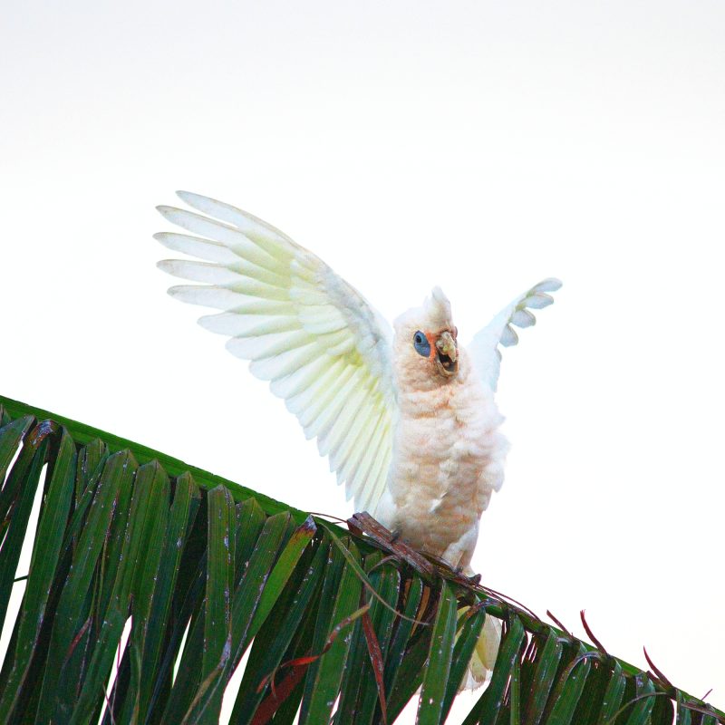 Happy Corella 1 – Ltd Ed Photography