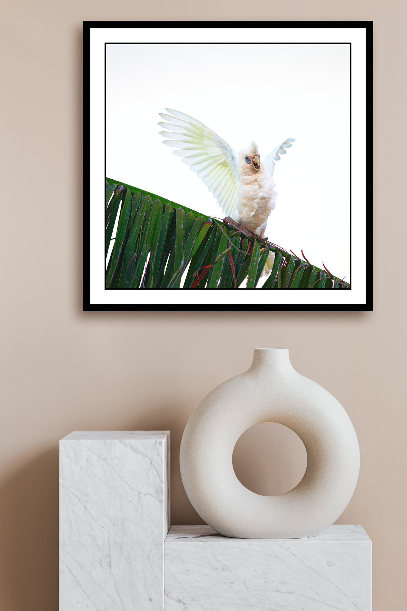 Happy Corella 1 In Situ 2