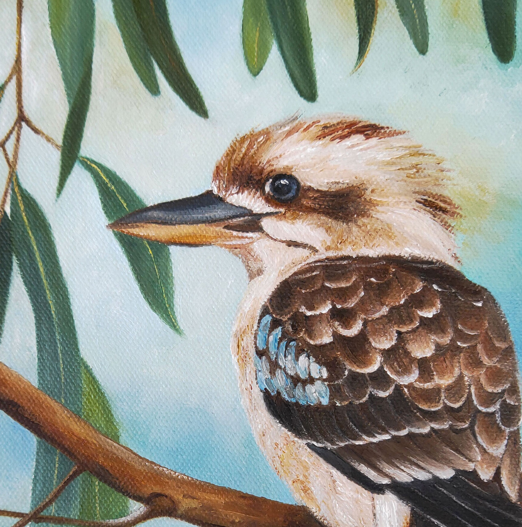 Kookaburra2