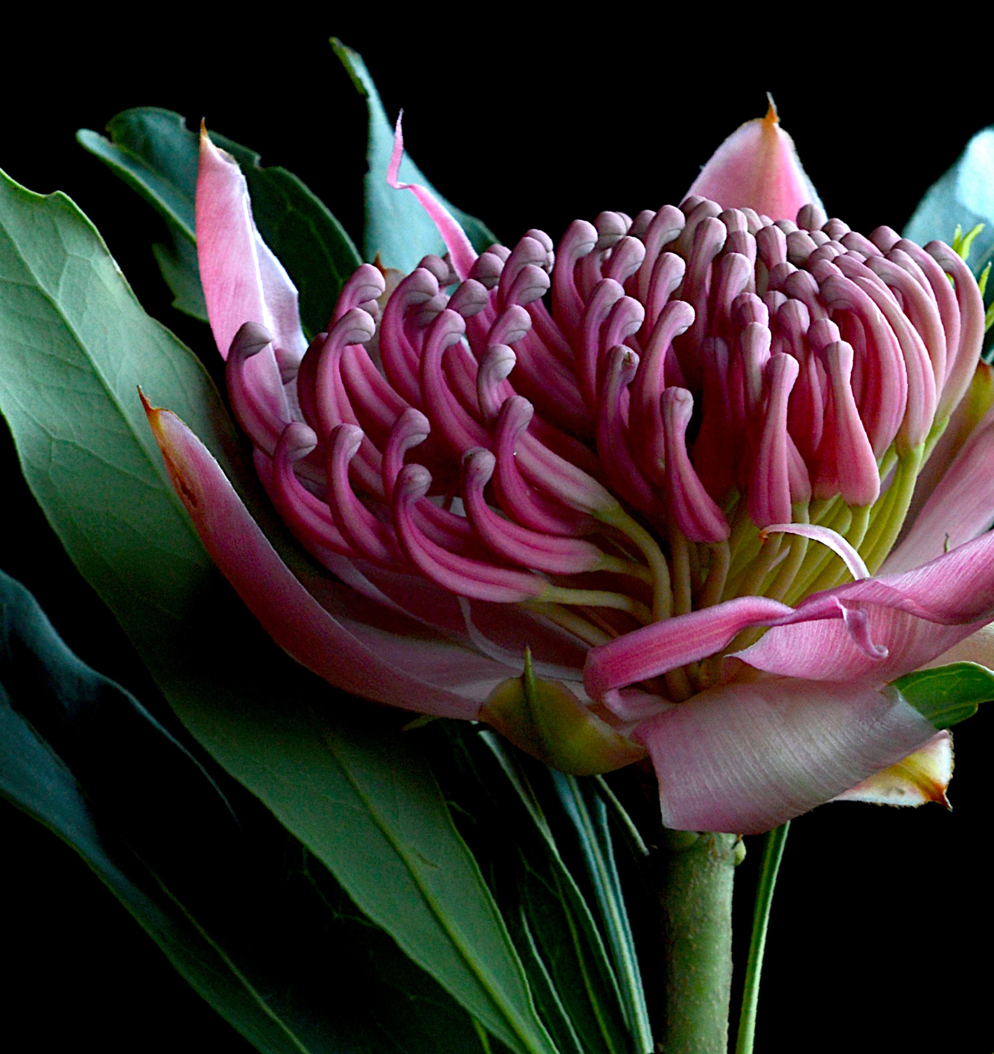 Pink Waratah Australian Flower Artwork Floral Wall Art Photography Print By Nadia Culph Crop