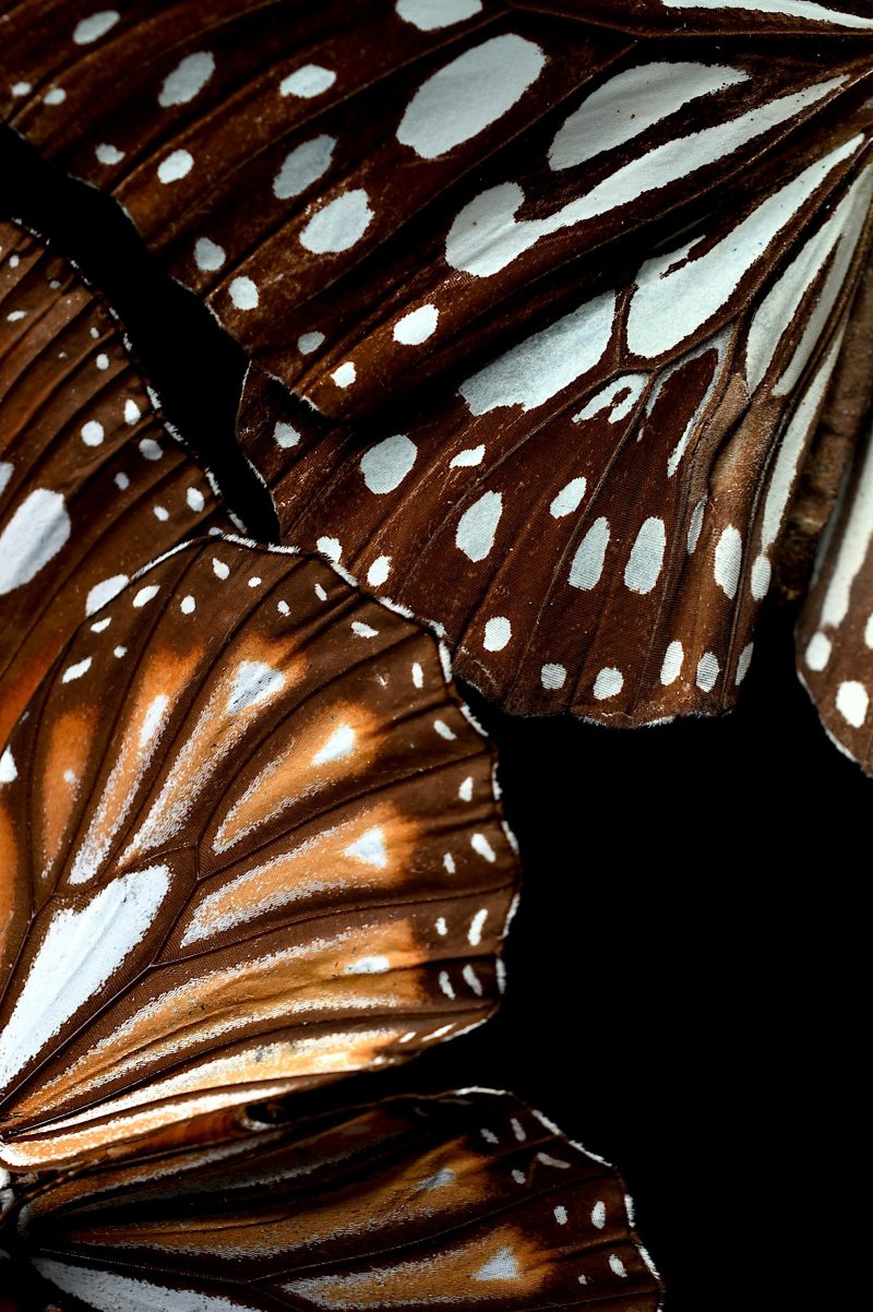 Madame Butterfly Ltd Ed Print