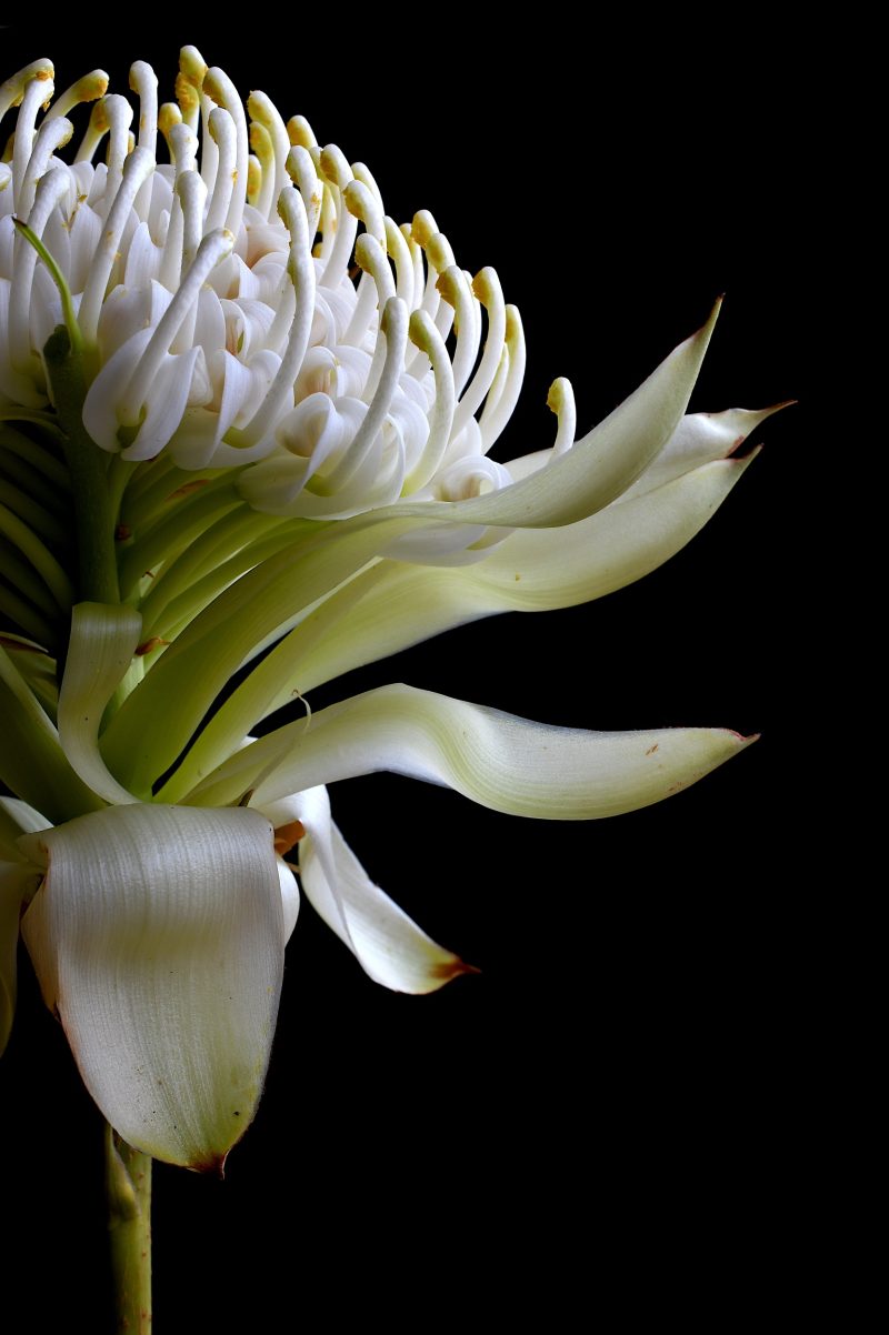 White Waratah Ltd Ed Print