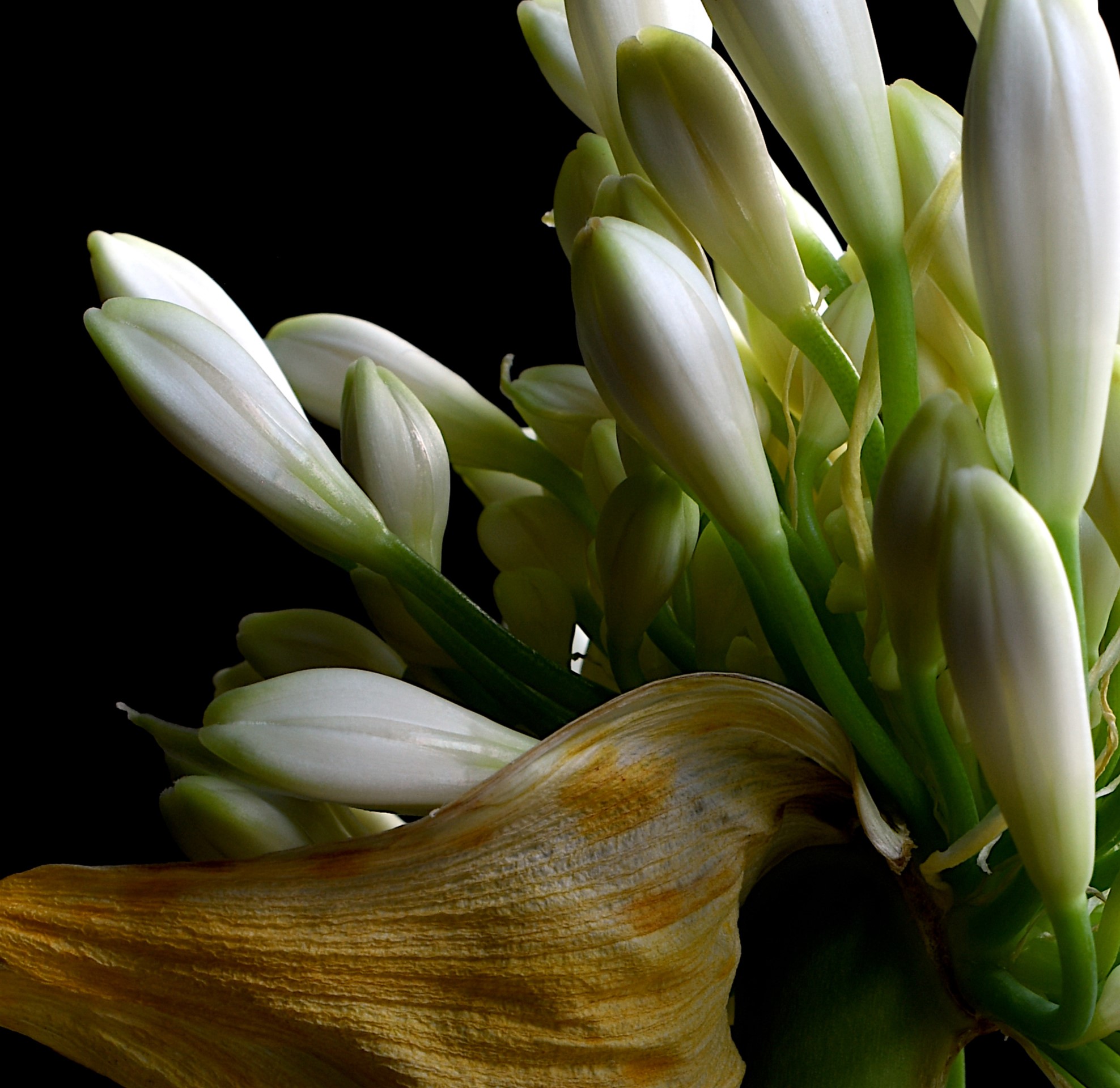 White Agapanthus Floral Art Print Macro Flower Photography By Nadia Culph Crop