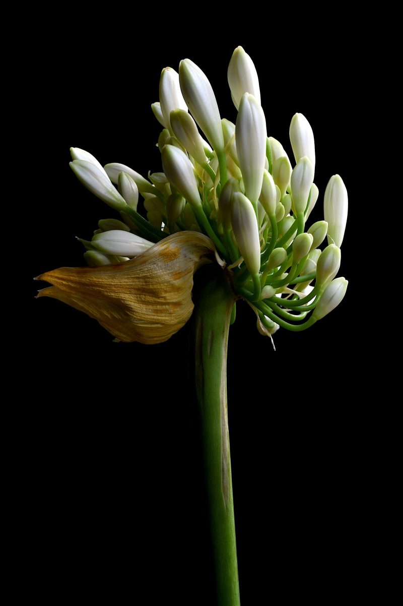 White Agapanthus Ltd Ed Print