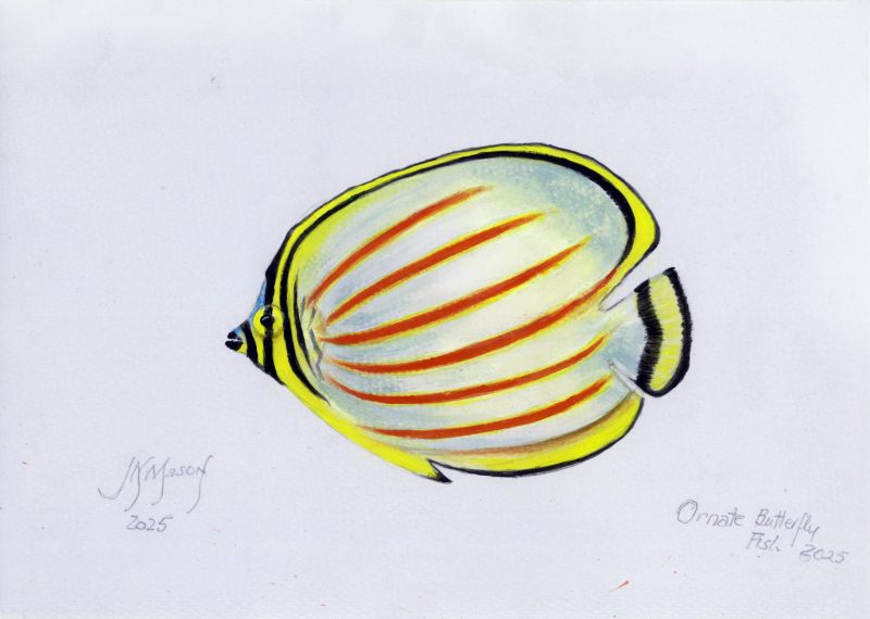 Ornate Butterflyfish